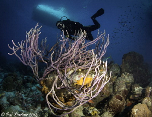 Right on the drop off to the lower reef, I found this rop... by Patricia Sinclair 